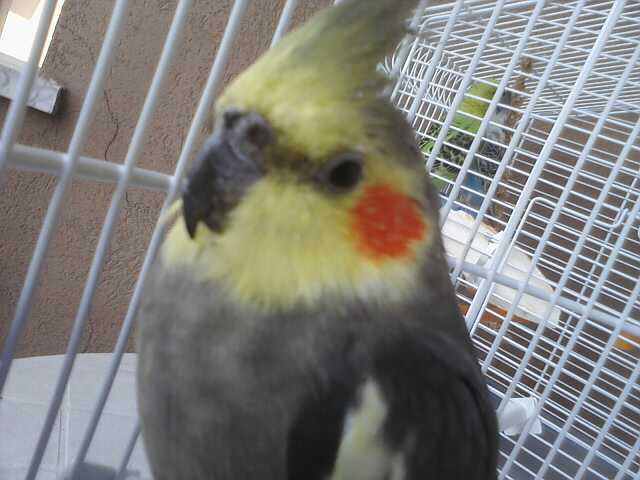 Ho trovato una calopsite! - Cocoriti